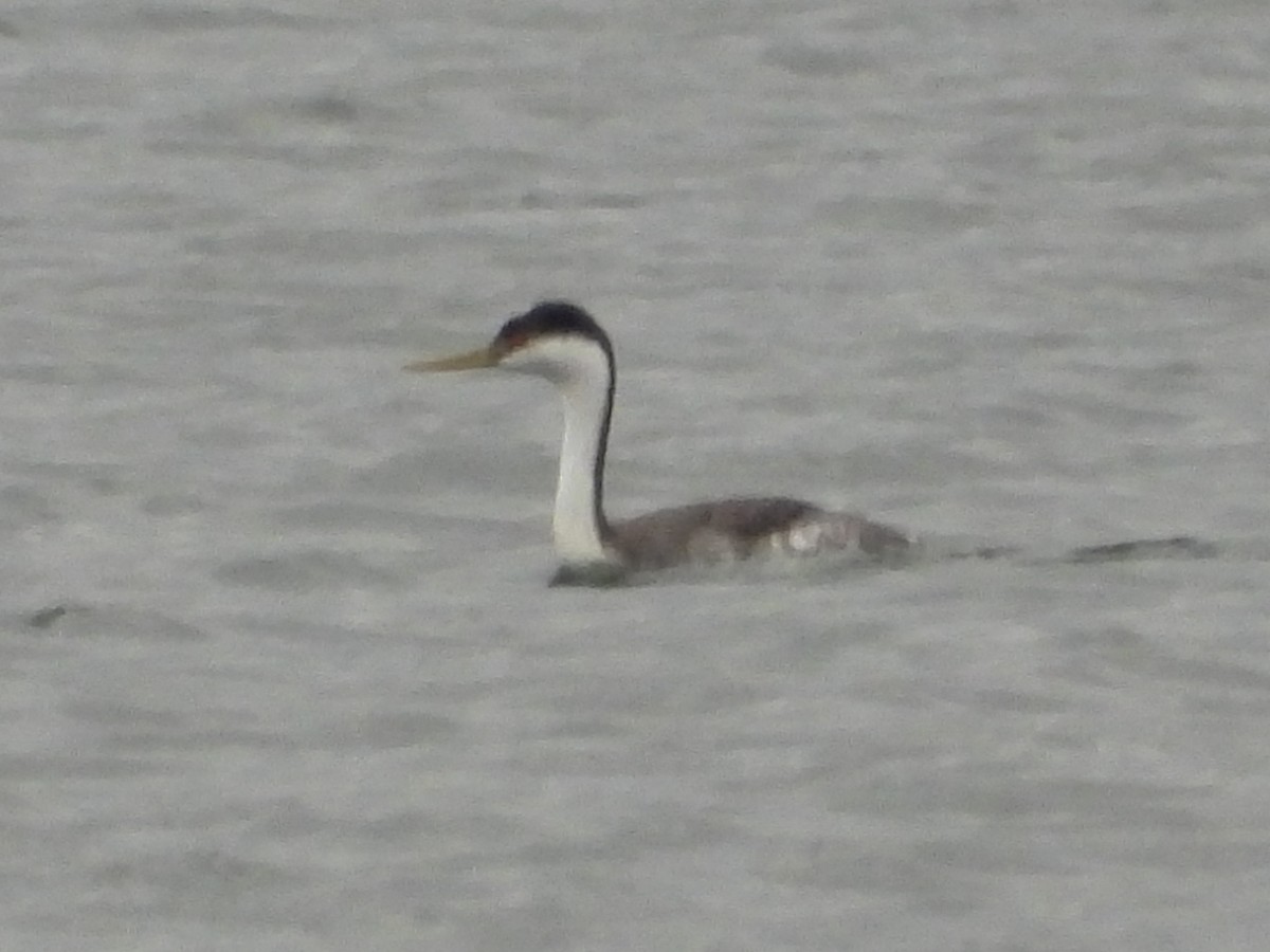 Western Grebe - ML283340171