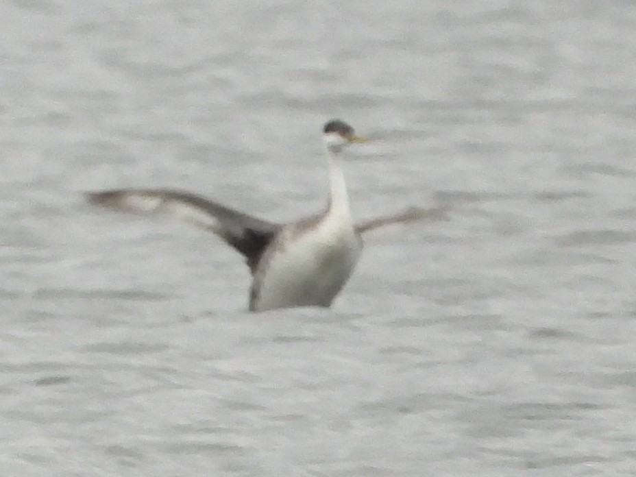 Western Grebe - ML283340191