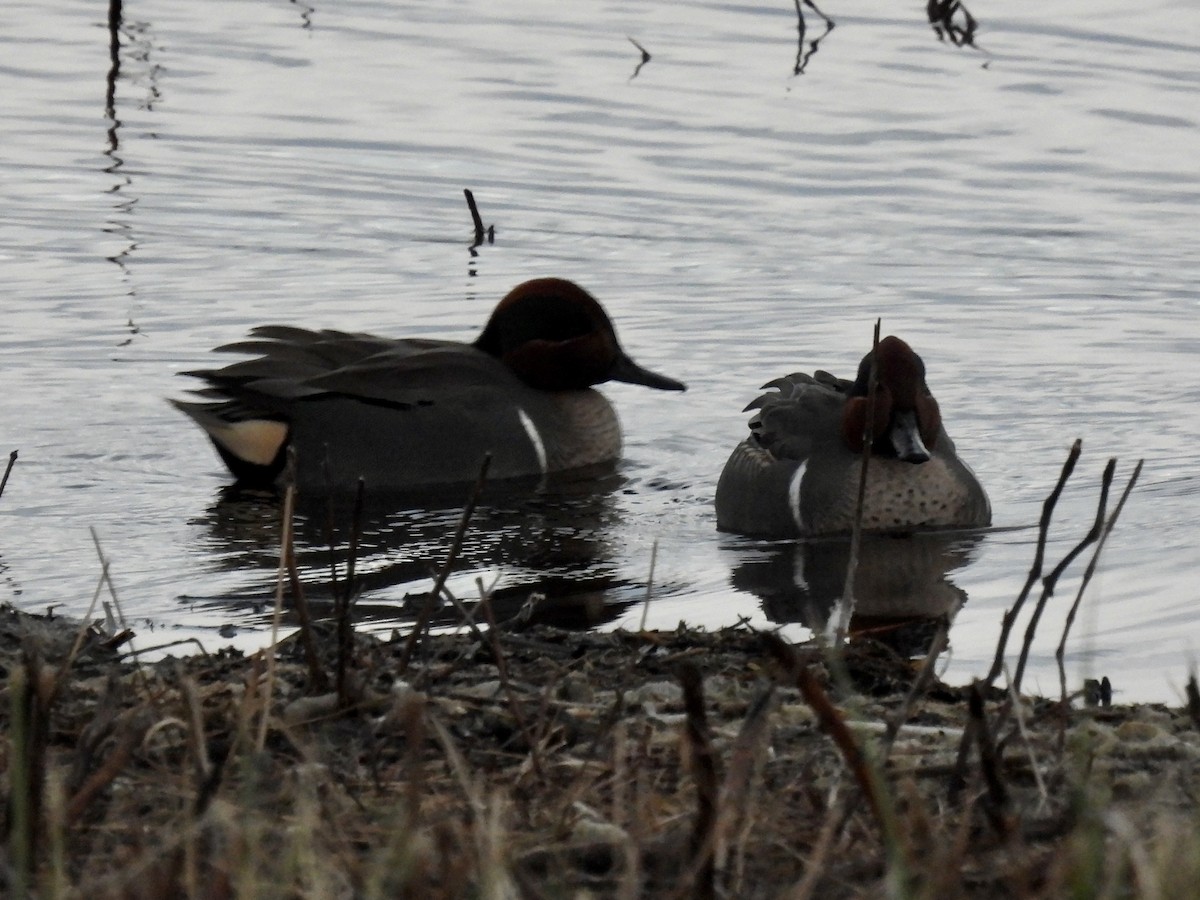 Green-winged Teal - ML283340251