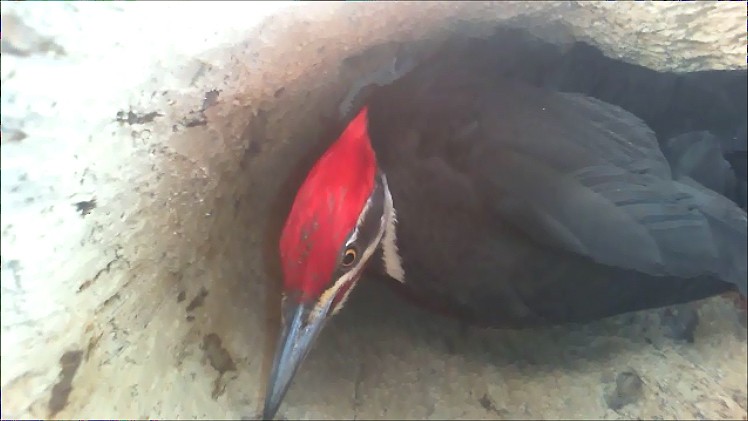 Pileated Woodpecker - ML28334101