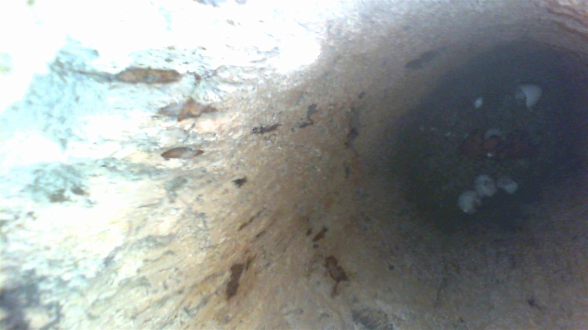 Pileated Woodpecker - ML28334161