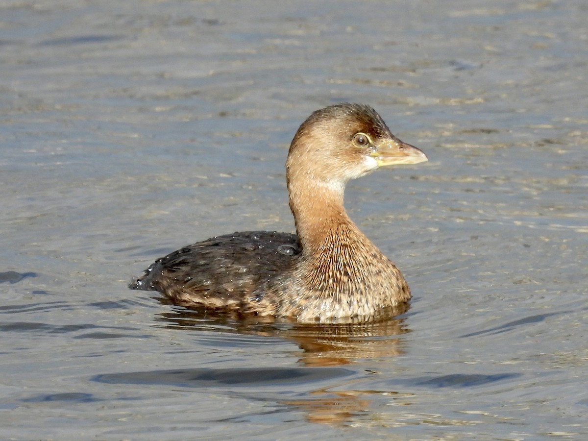 Pied-billed Grebe - ML283341721