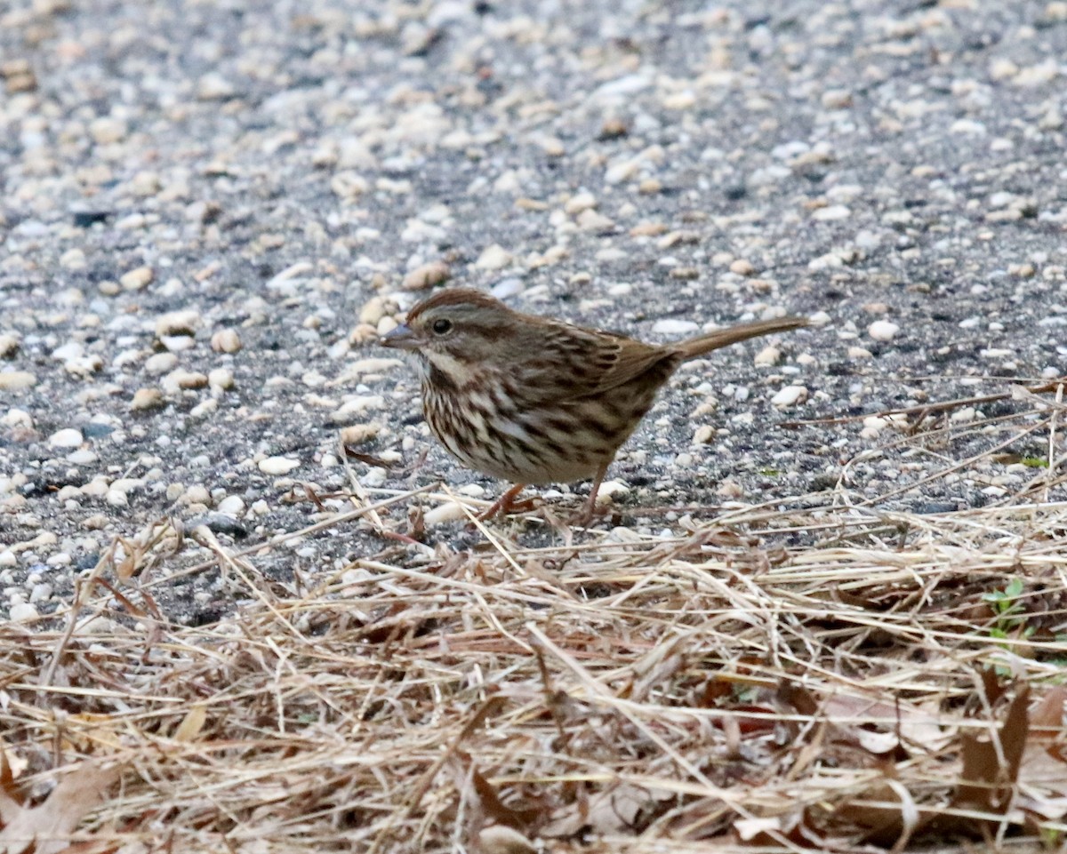 Song Sparrow (melodia/atlantica) - ML283342111