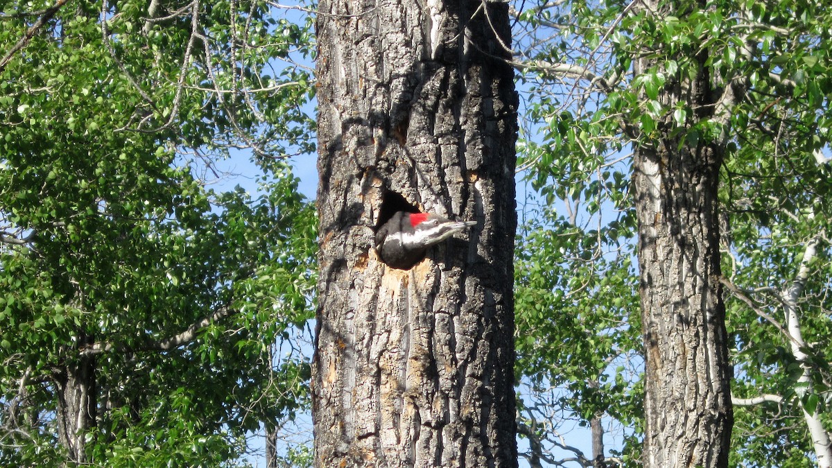 Pileated Woodpecker - ML28334261