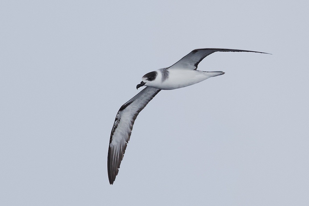 White-necked Petrel - Elliot Leach