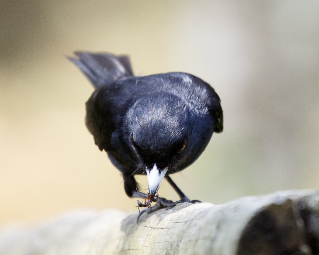 Velvety Black-Tyrant - Silvia Faustino Linhares