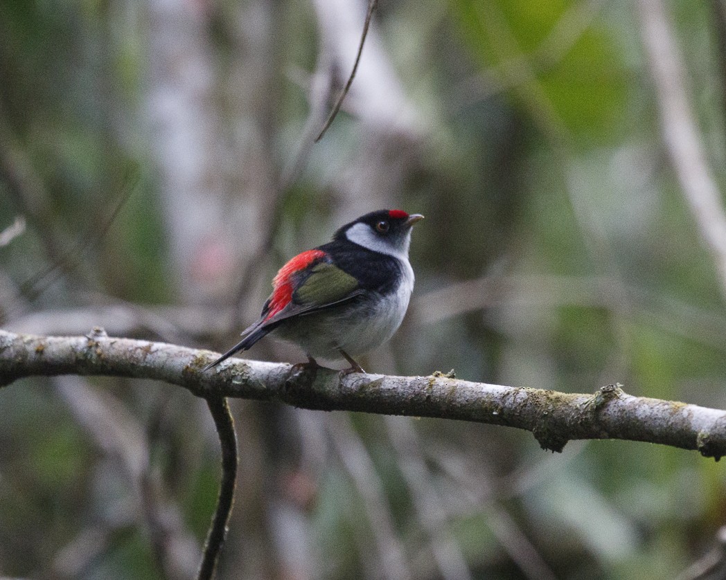 Pin-tailed Manakin - ML283343201