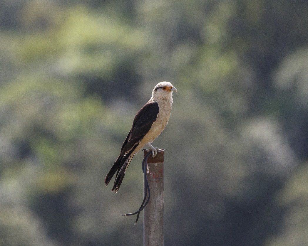 Yellow-headed Caracara - Silvia Faustino Linhares