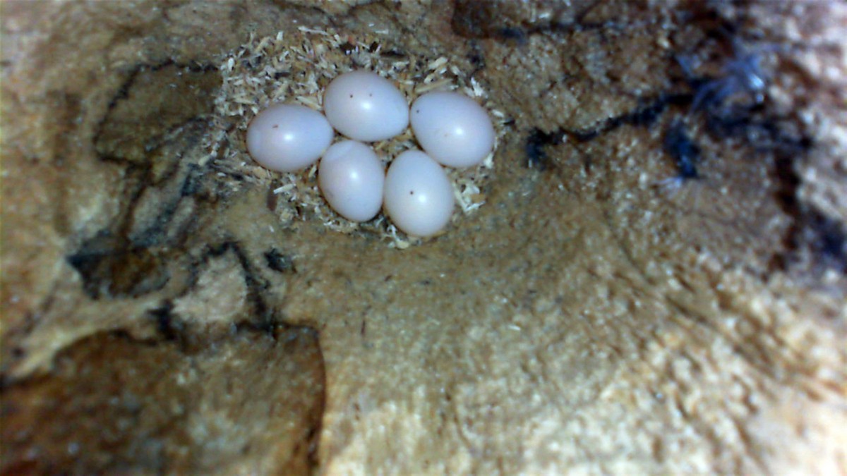 Downy Woodpecker - Scott H