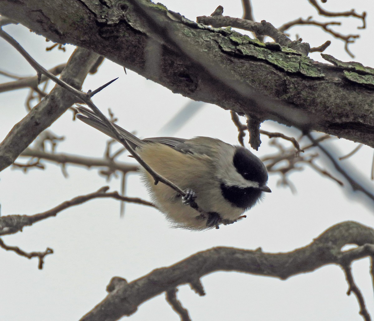 Black-capped Chickadee - ML283347331