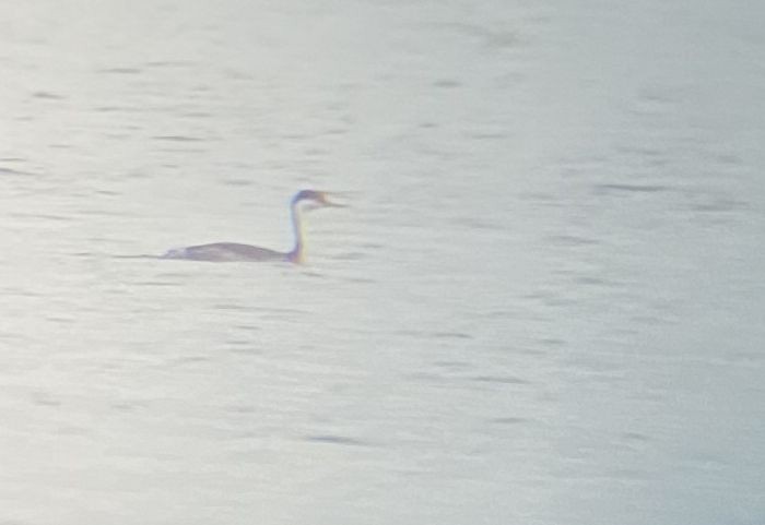 Western Grebe - ML283347501