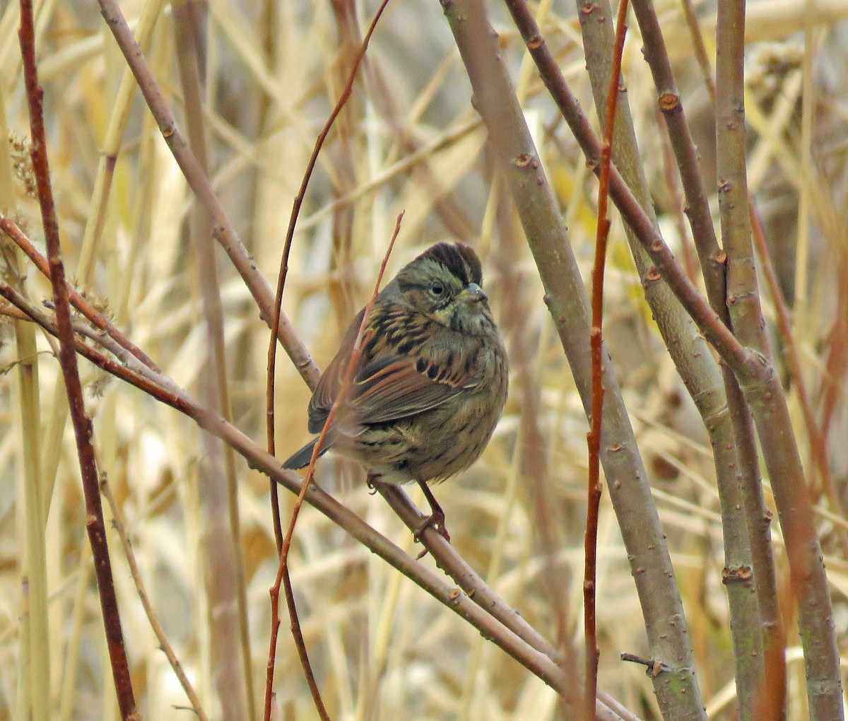 Swamp Sparrow - ML283348041