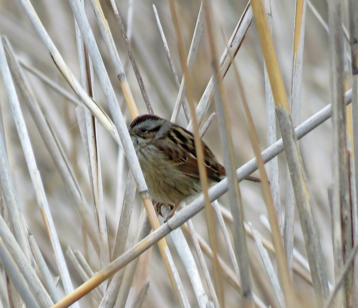 Swamp Sparrow - ML283348141