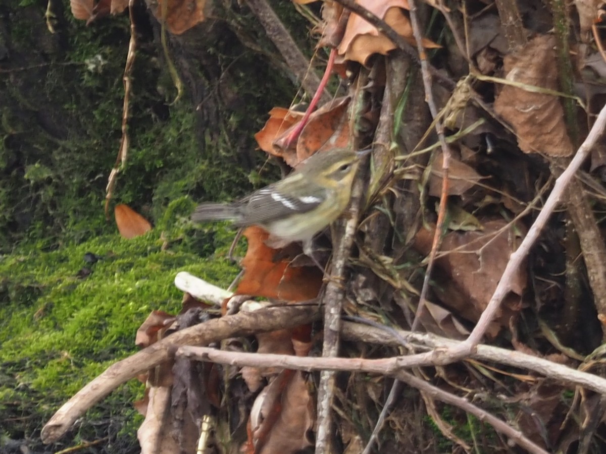 Blackburnian Warbler - fototaker Tony