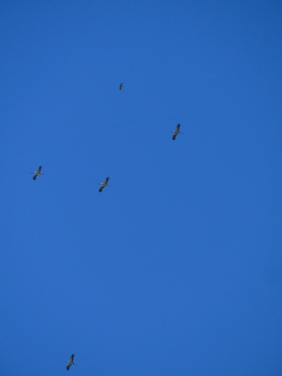 Swainson's Hawk - ML283348391