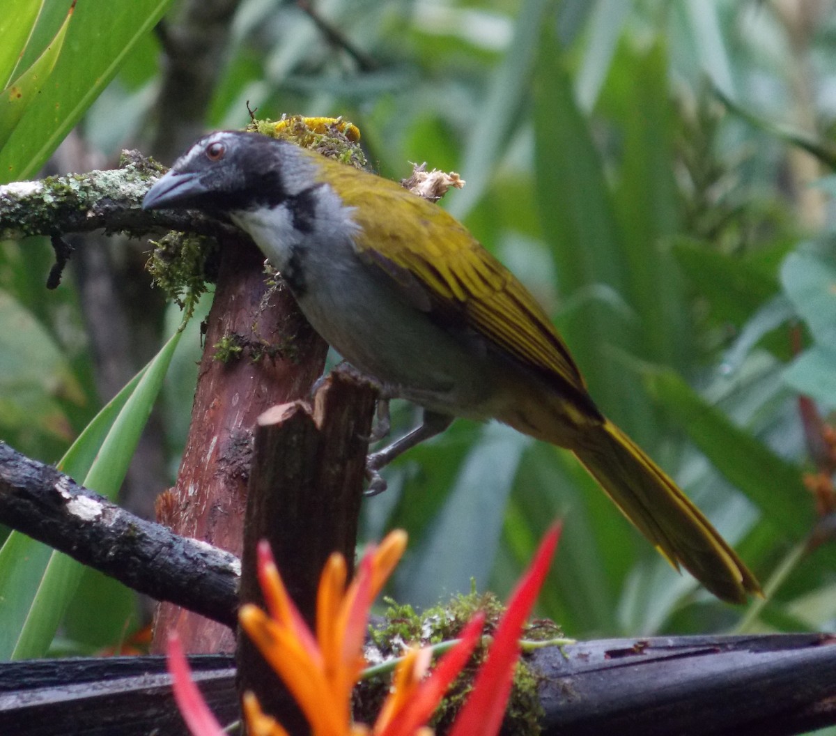 Black-headed Saltator - ML283351181