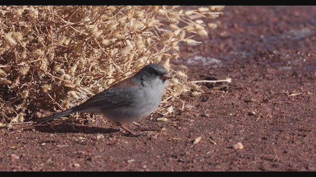 Junco Ojioscuro (caniceps) - ML283351891