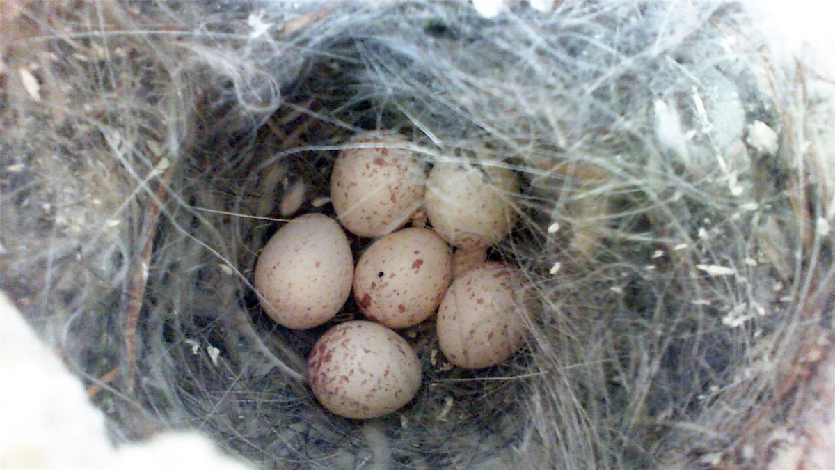 Black-capped Chickadee - ML28335231