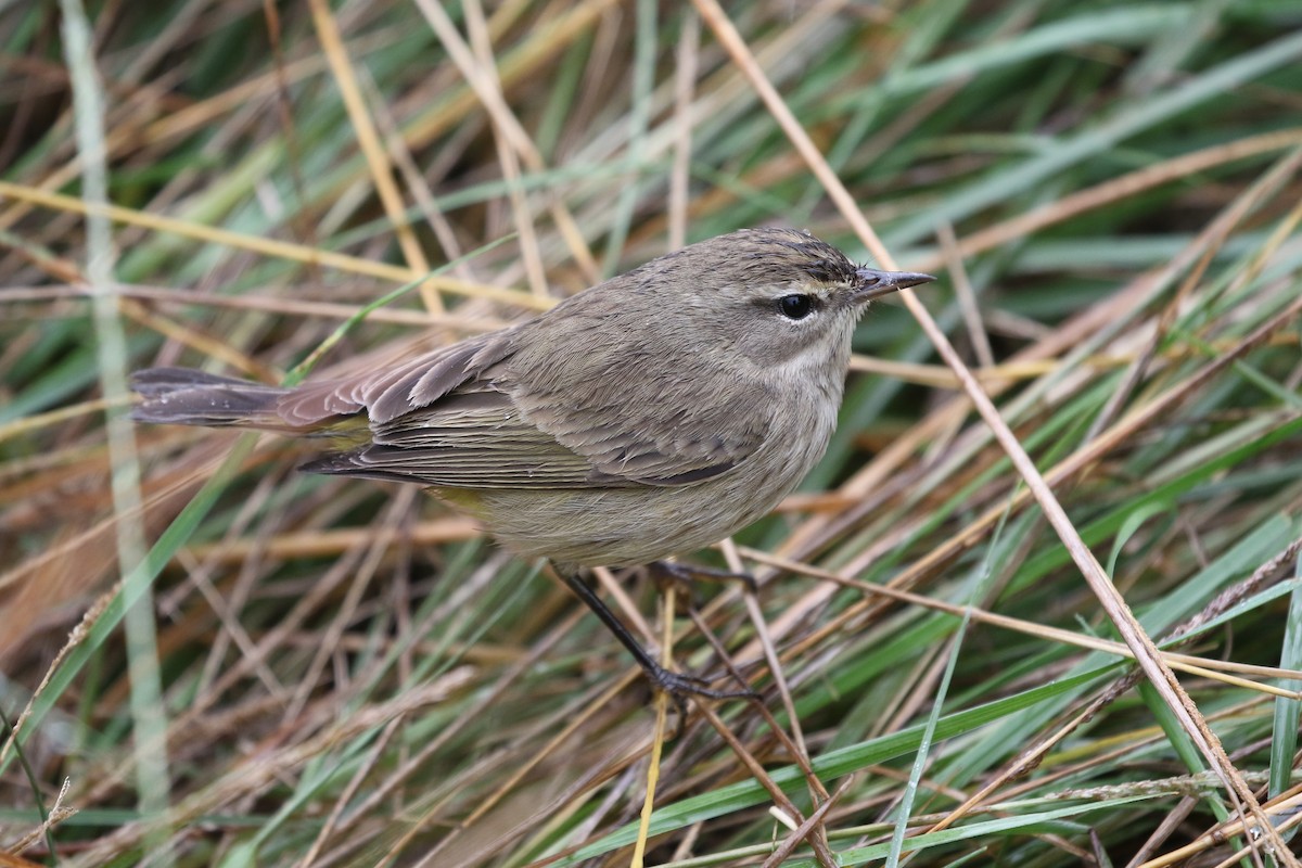 Palm Warbler - ML283352451