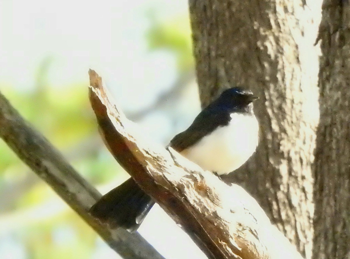 Willie-wagtail - Benedick Furniss