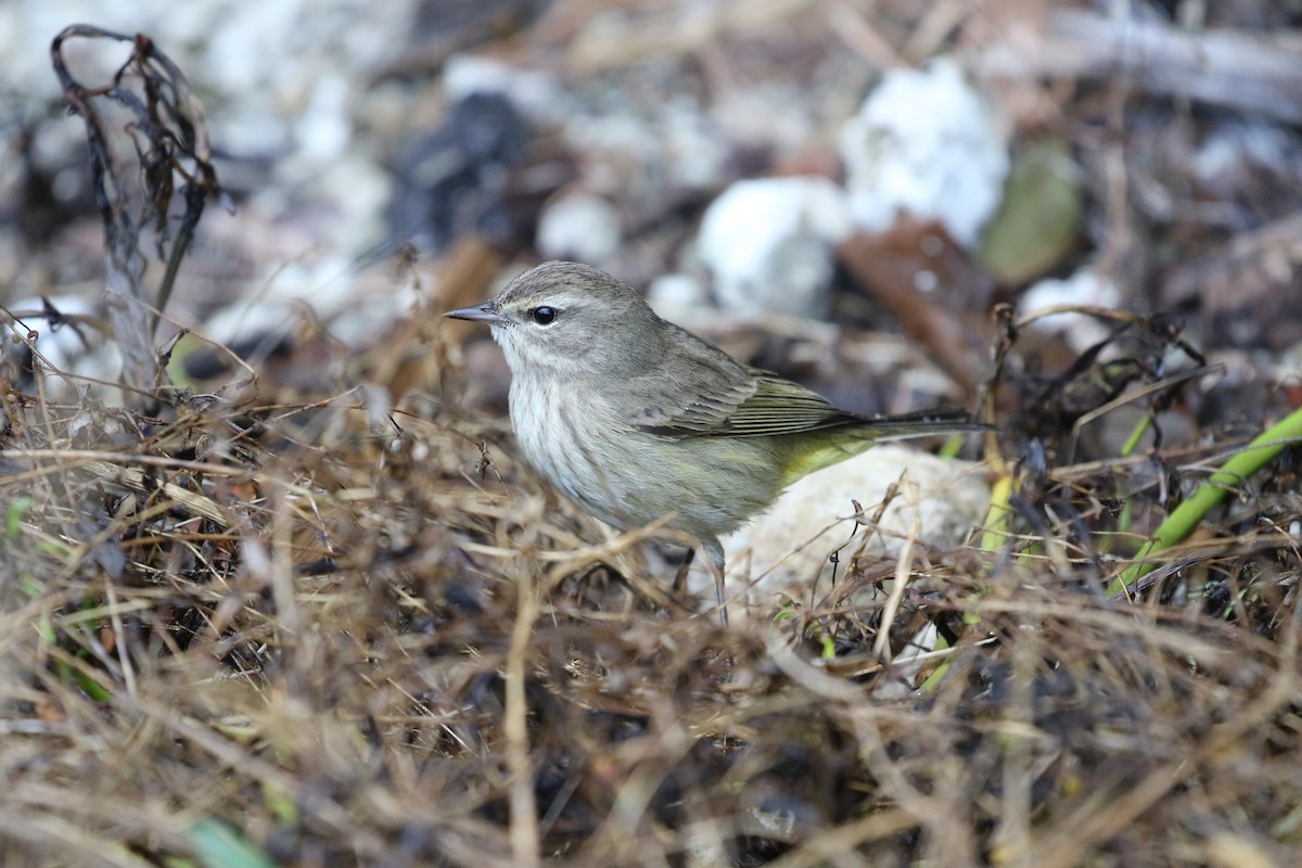 Palm Warbler - ML283353051