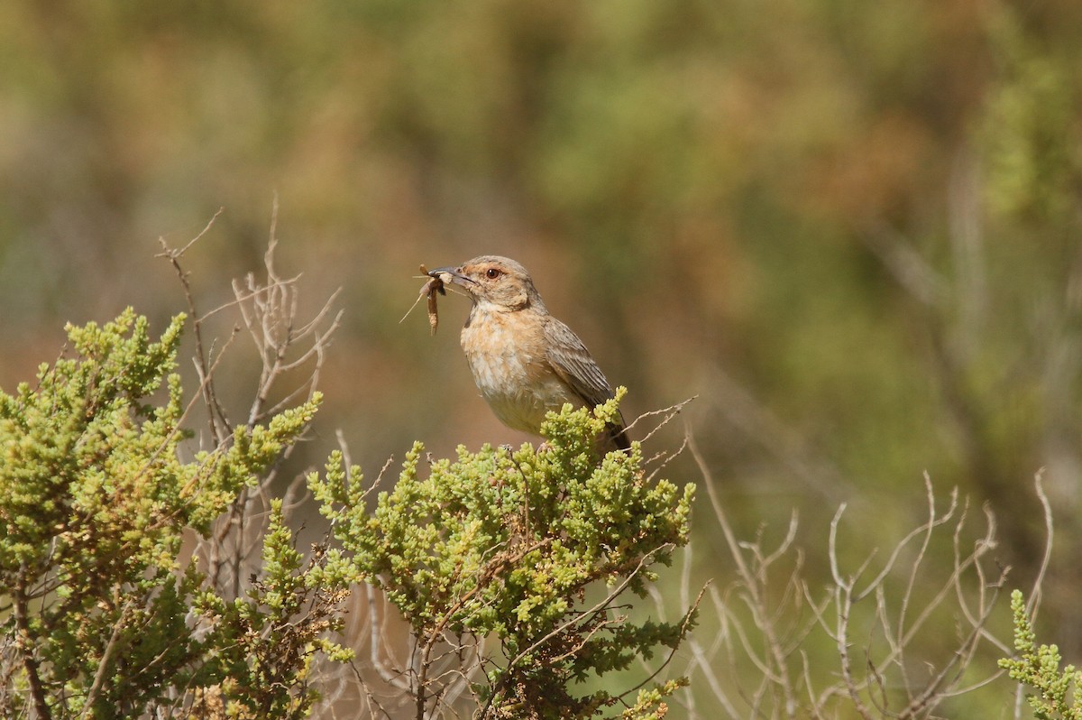 Pink-breasted Lark - Patrick J. Blake
