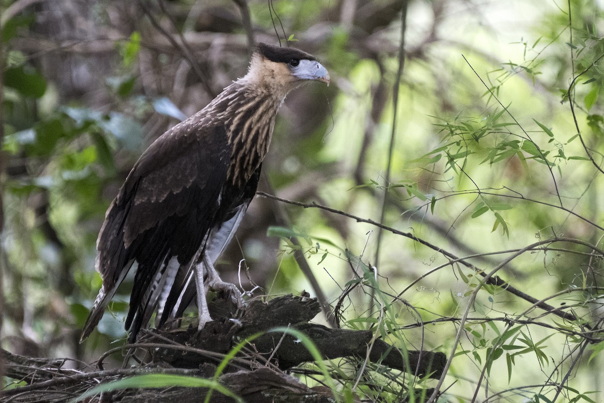 Crested Caracara (Southern) - ML283353801