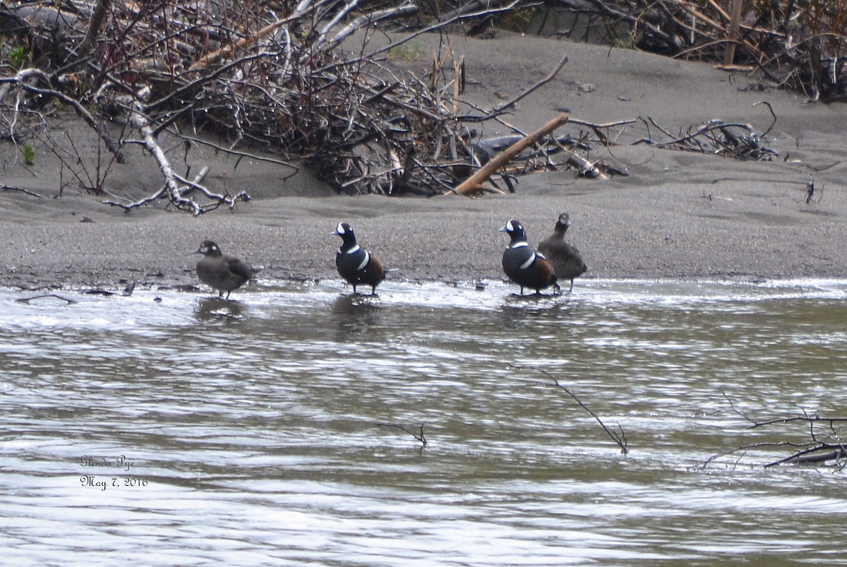 Harlequin Duck - ML28335401