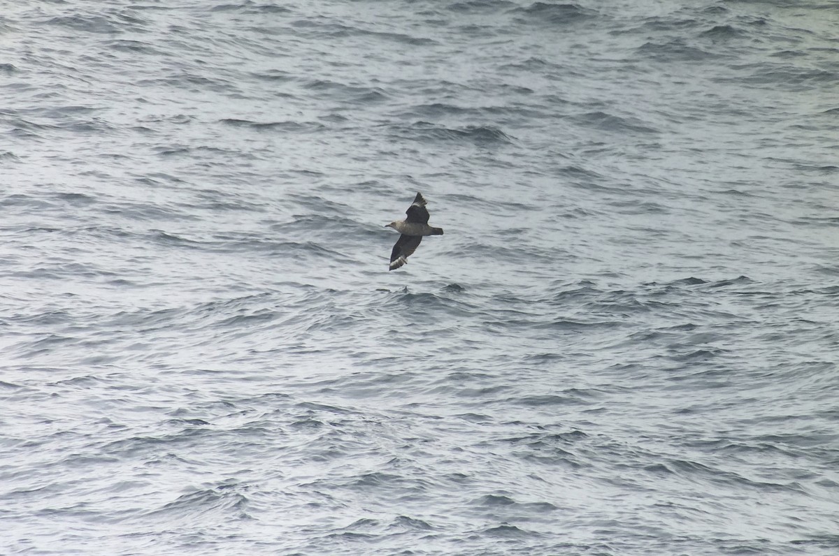 South Polar Skua - ML28335521