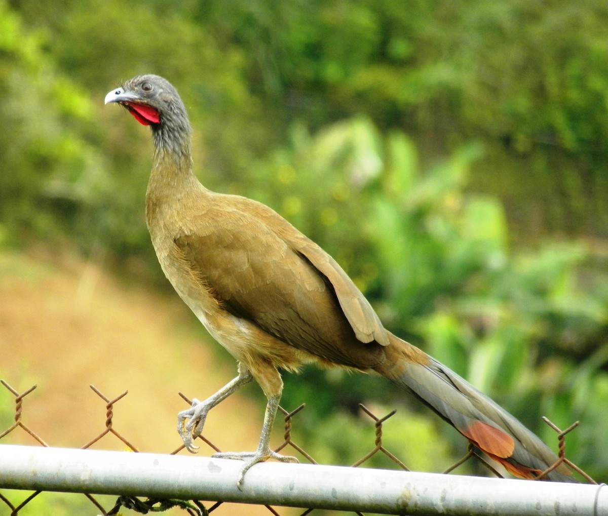 Rufous-vented Chachalaca - ML283356011