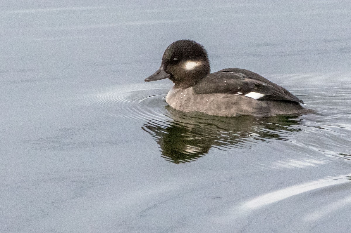 Bufflehead - ML283358991