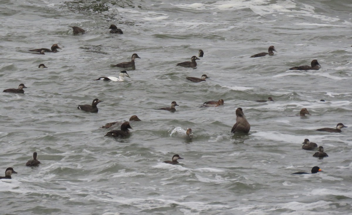 Common Eider - ML283360371