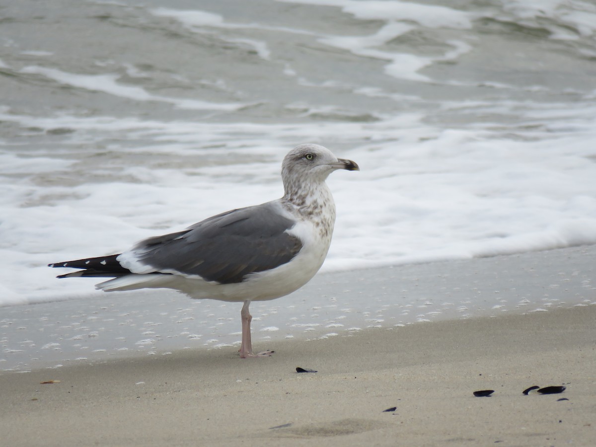 Lesser Black-backed Gull - ML283360531