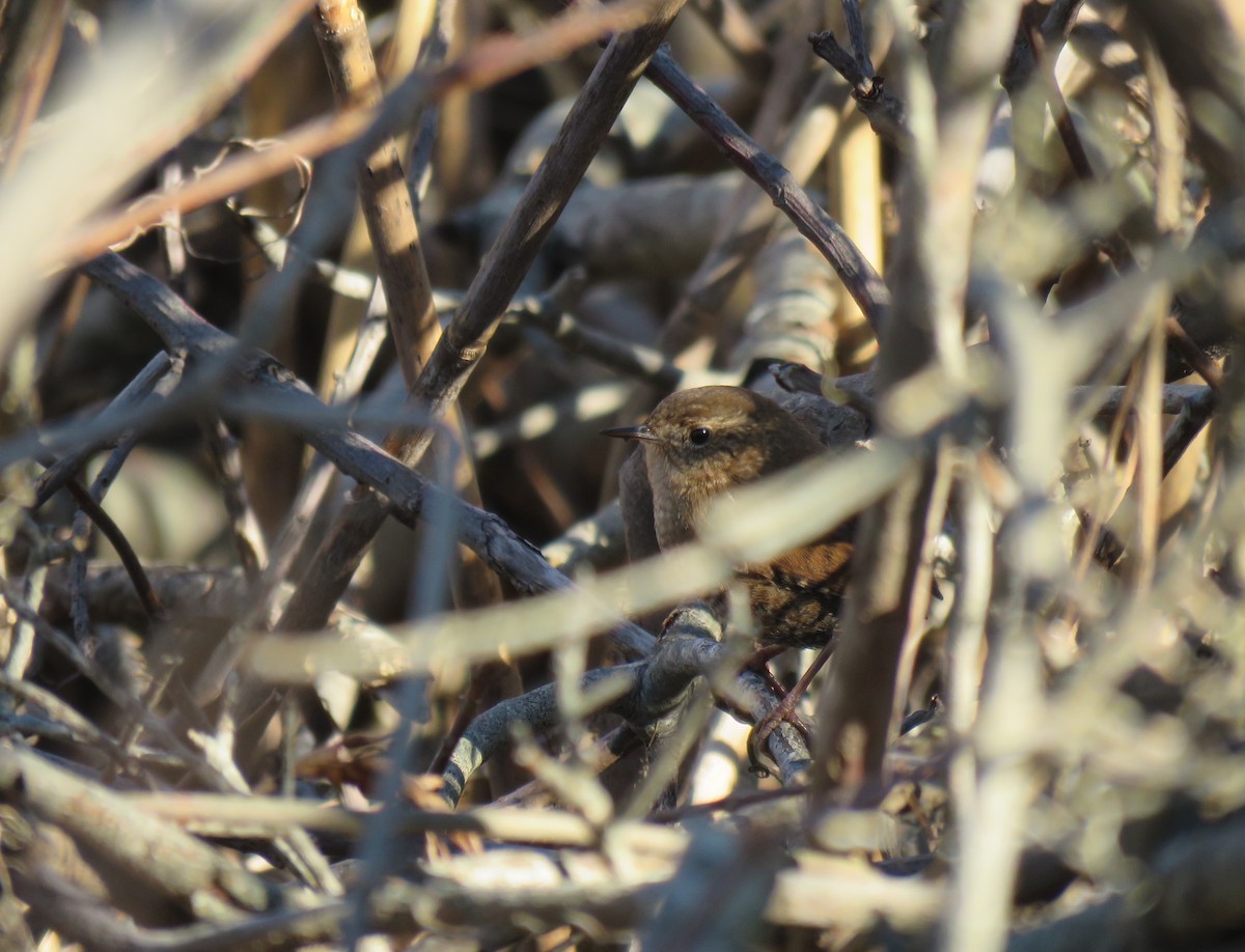 Winter Wren - ML283360891