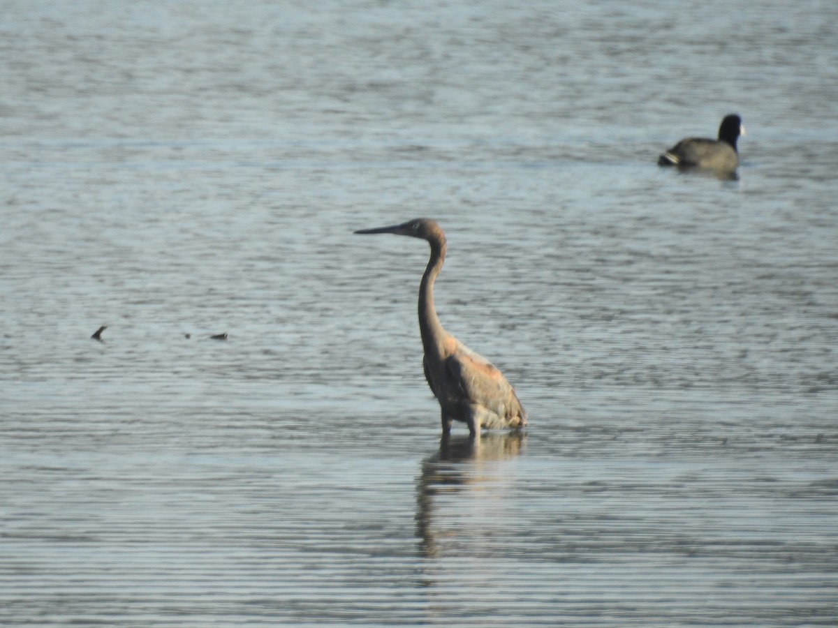 Reddish Egret - ML283361491