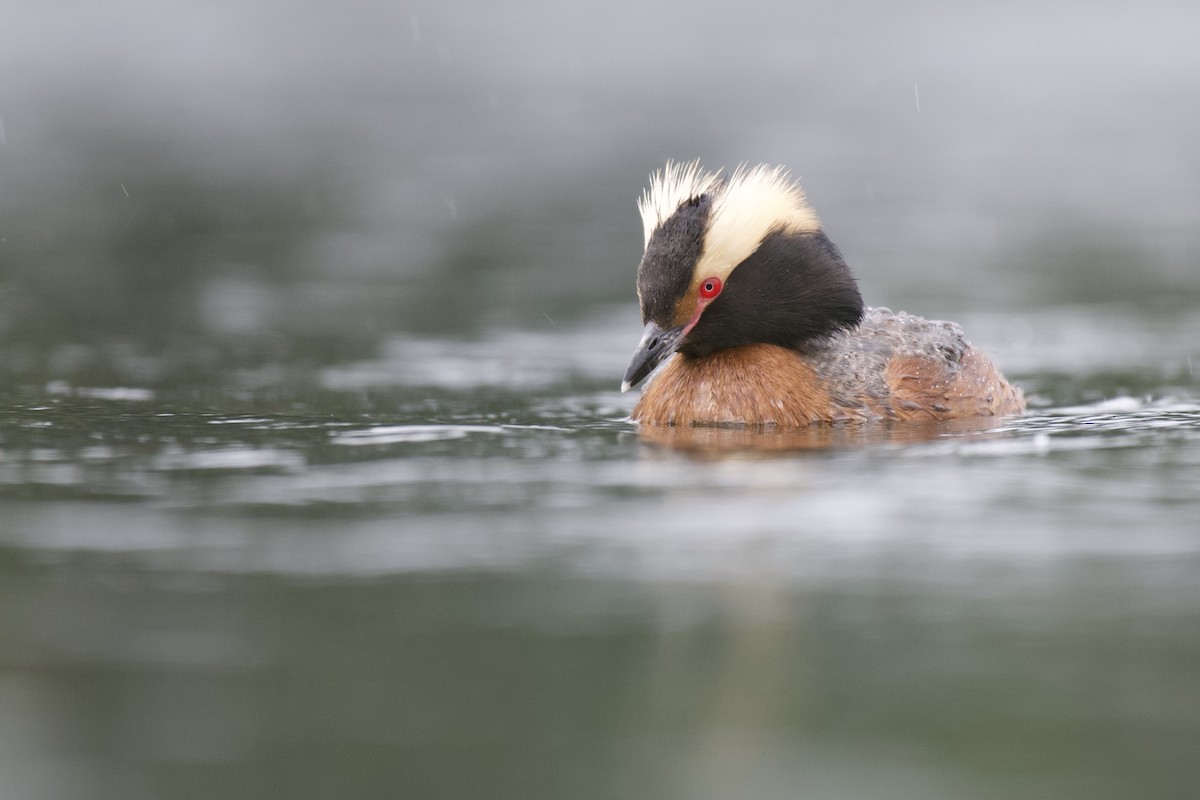 Horned Grebe - ML283361781