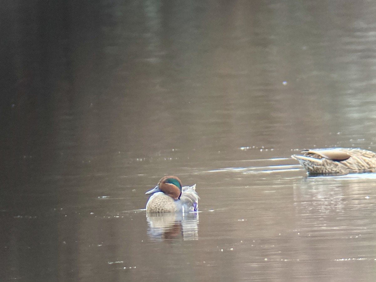 Green-winged Teal - ML283361971