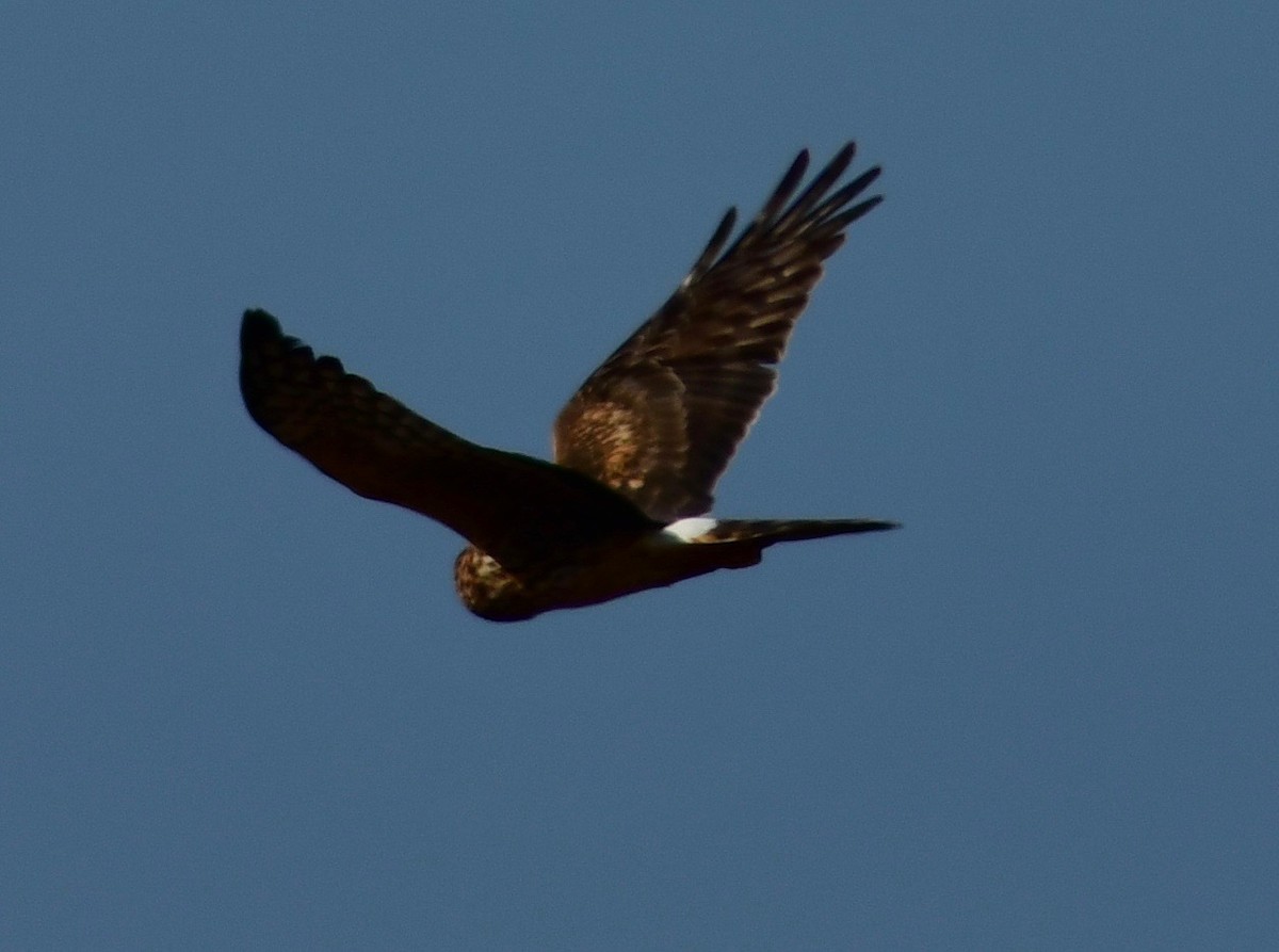 Northern Harrier - ML283362371