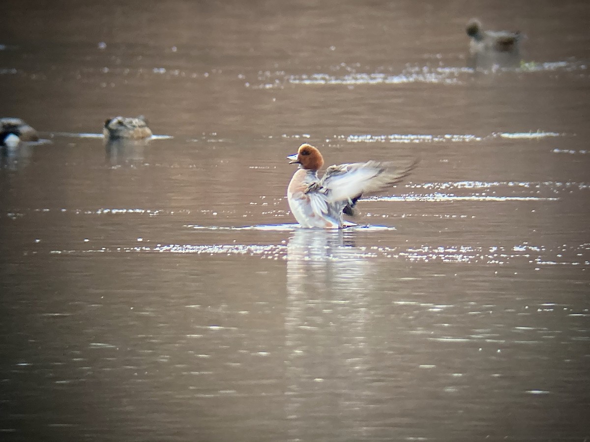 Eurasian Wigeon - ML283362481