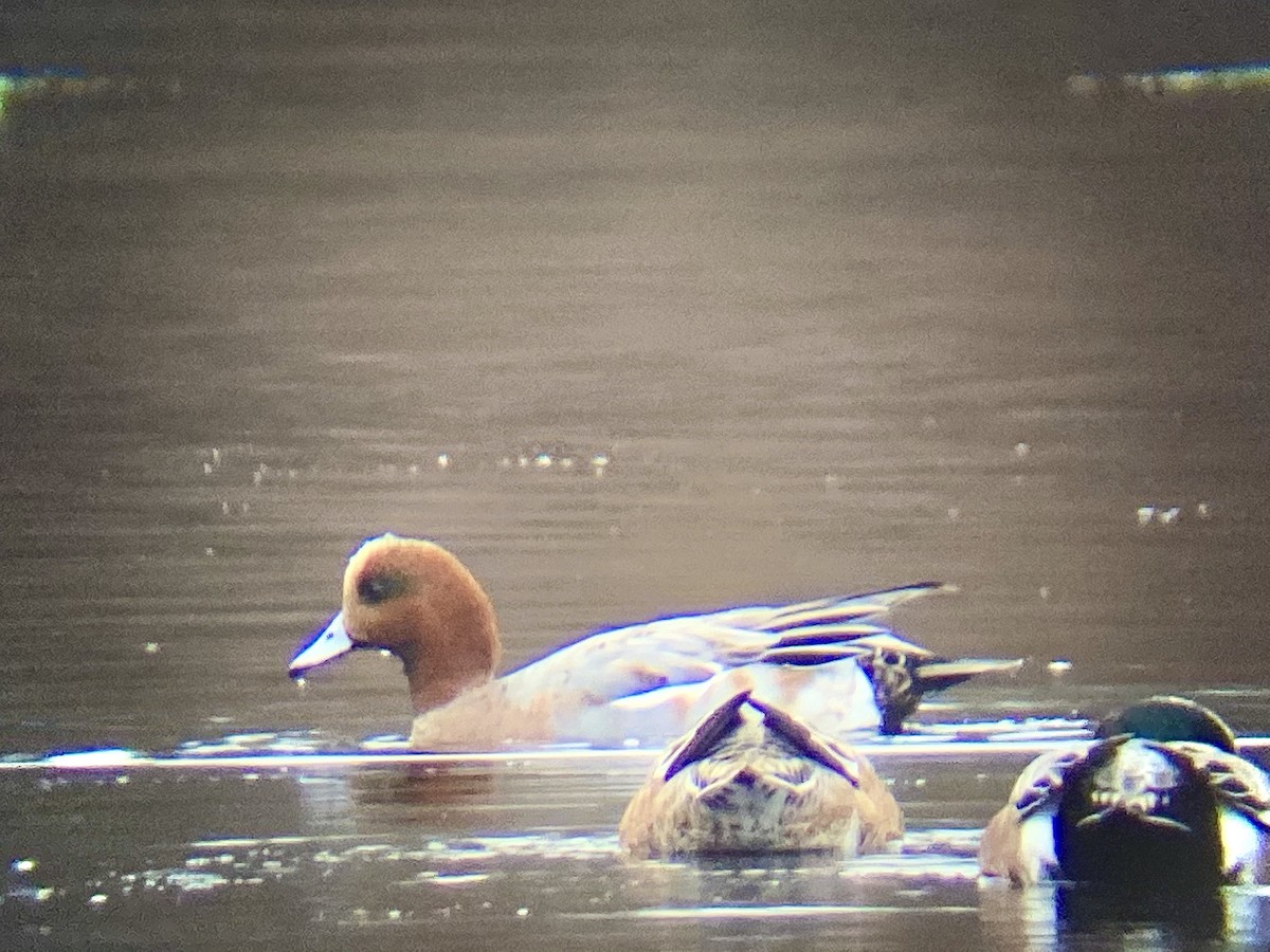 Eurasian Wigeon - ML283362511