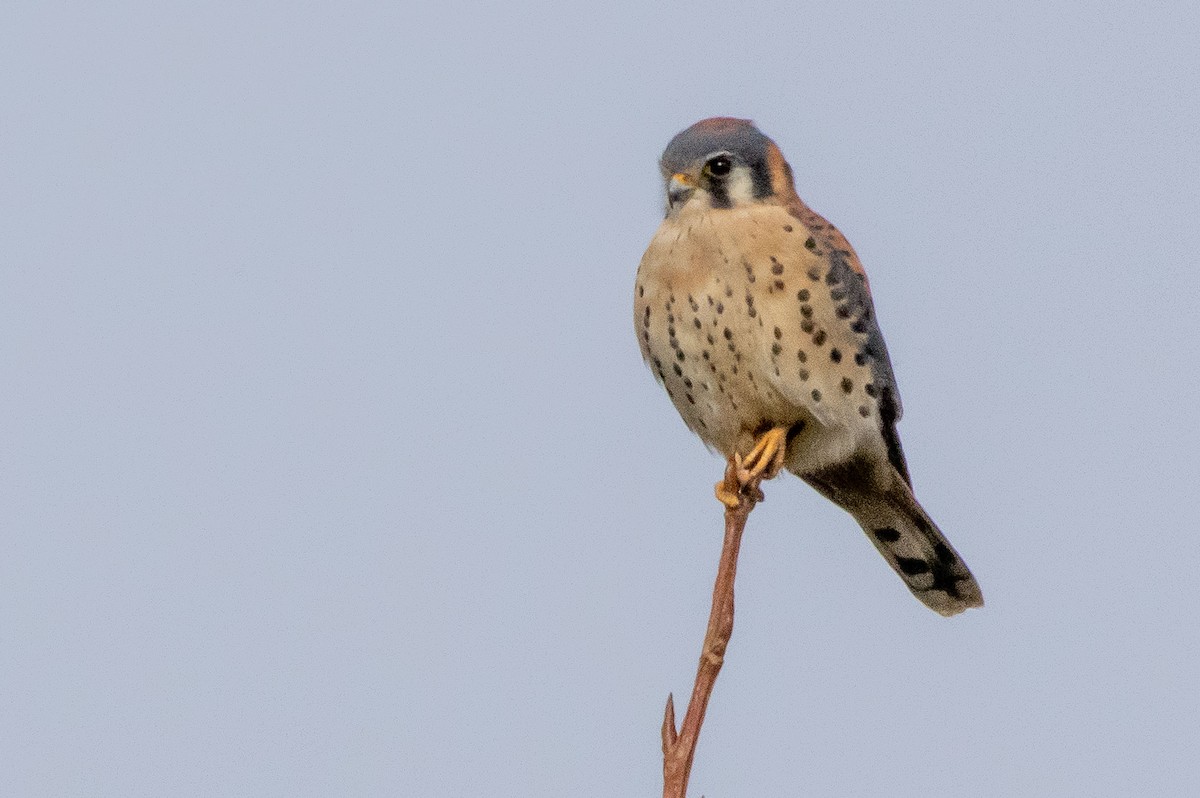 American Kestrel - ML283362771