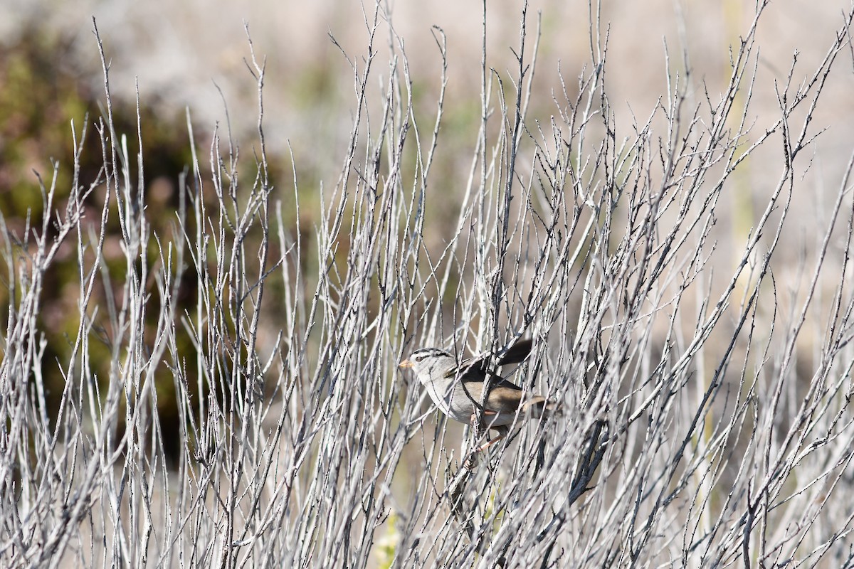 White-crowned Sparrow - ML283362801