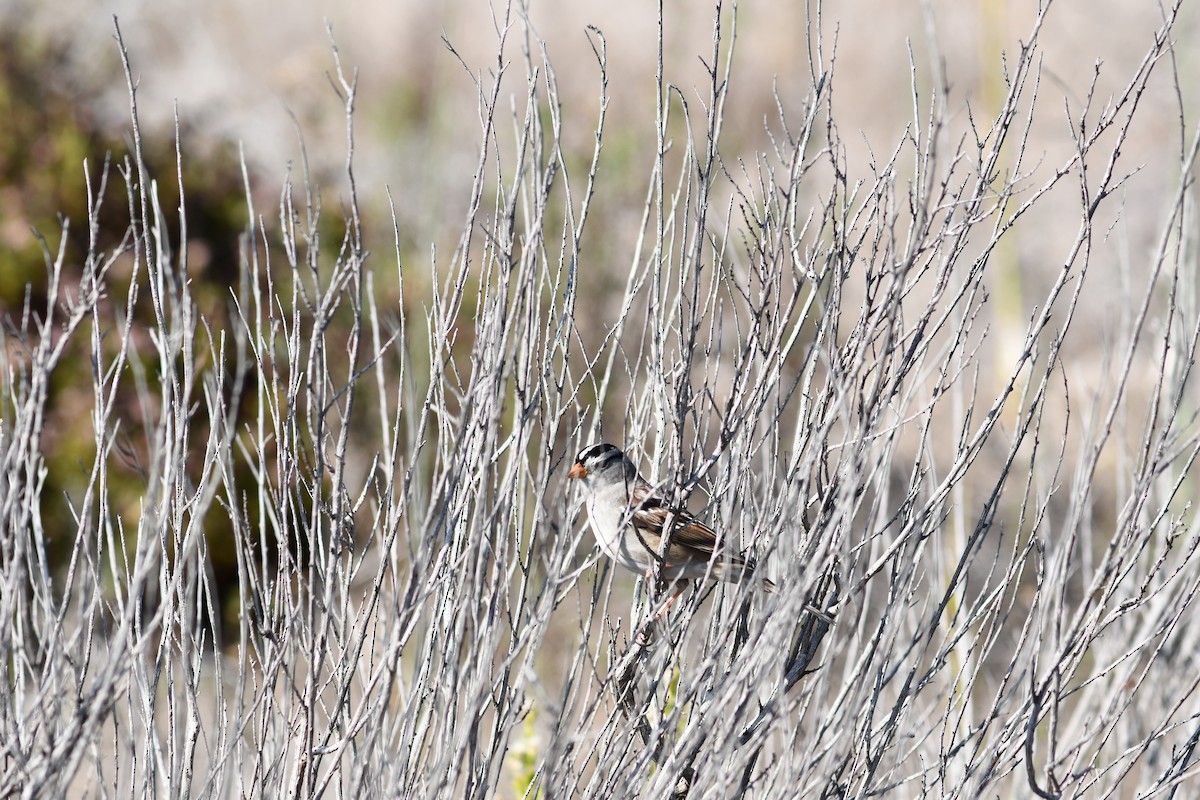 White-crowned Sparrow - ML283362821