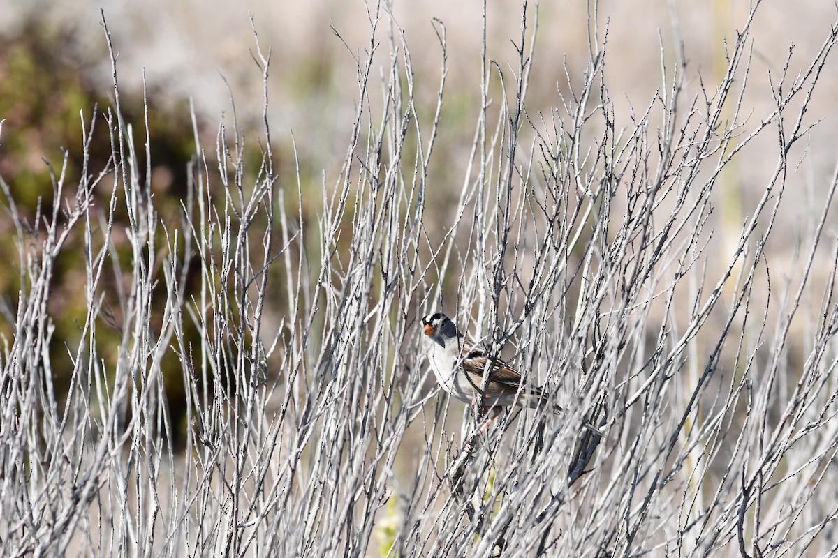 White-crowned Sparrow - ML283362831