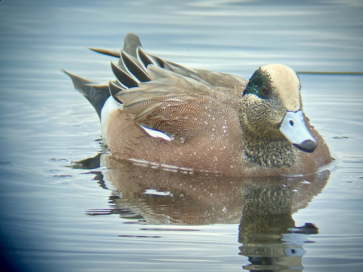 American Wigeon - ML283363181