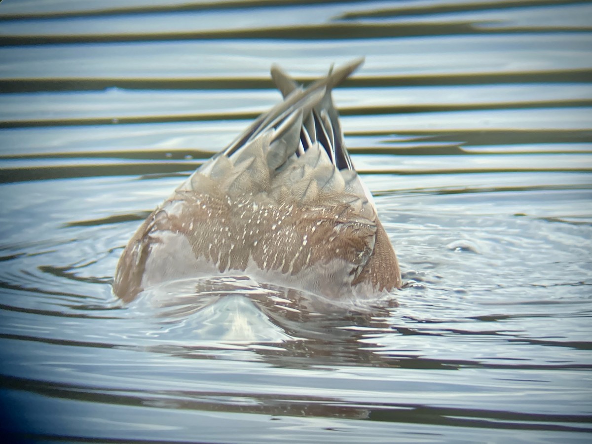 American Wigeon - ML283363191