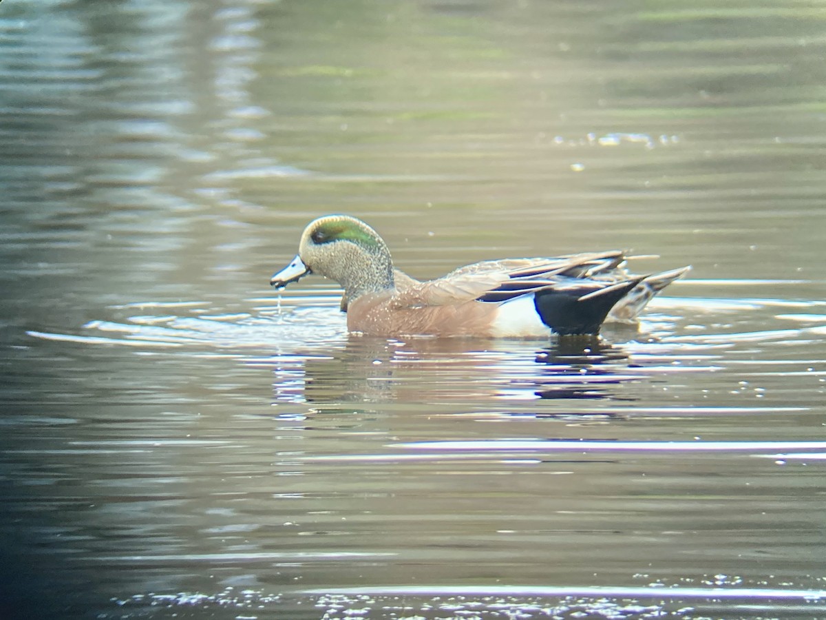 American Wigeon - ML283363221