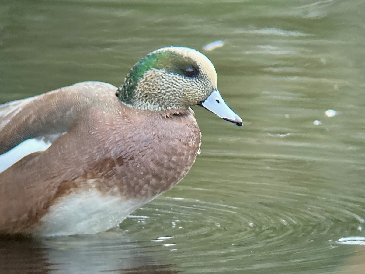 American Wigeon - ML283363271