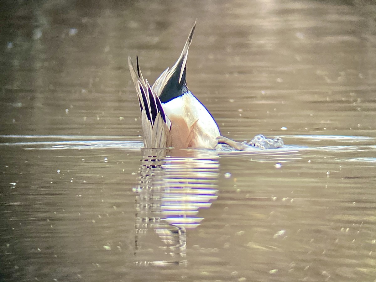 American Wigeon - ML283363661