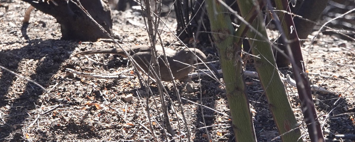 California Thrasher - ML283363861